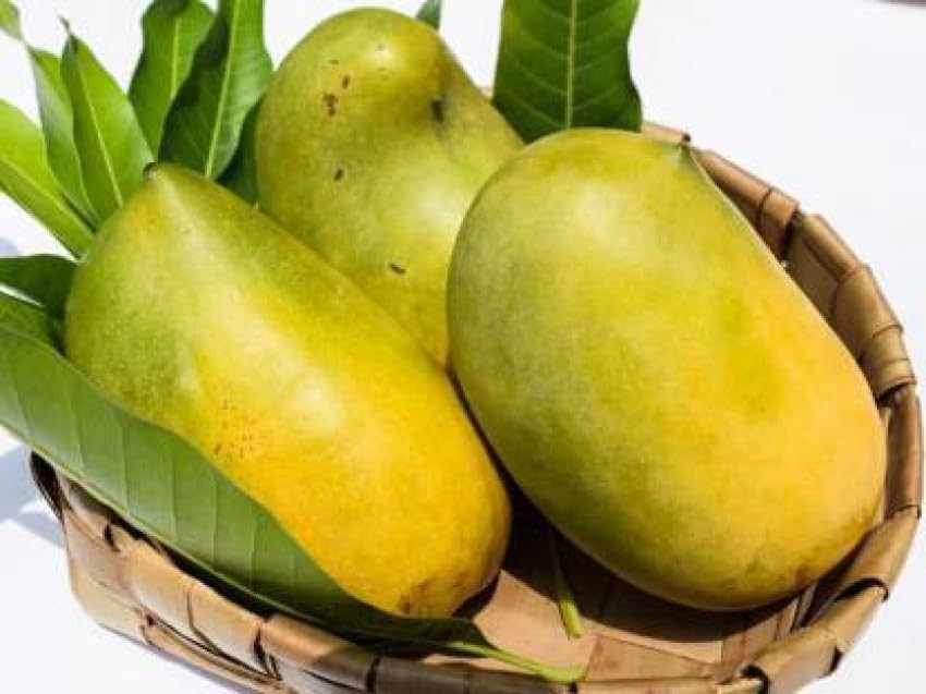 Image of Combo 2 ''Bhagalpuri Mango Tree Hybrid inch Original Desi Delicious Huge Productivity Rare Mango Fruit Grafted Live Plant Plant For Home Garden