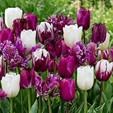 DUTCH BULBS EXCLUSIVE PLANTS FROM HOLLAND