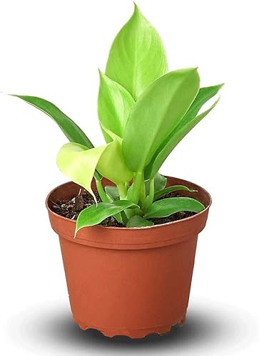 Philodendron Moonlight - Planta viva para interior Diferentes plantas de interior en maceta de 4 y 6 pulgadas Planta de casa real para sala de