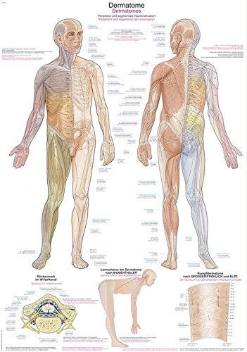 Anatomische Lehrtafel "Dermatome" | ca. 70 x 100 cm