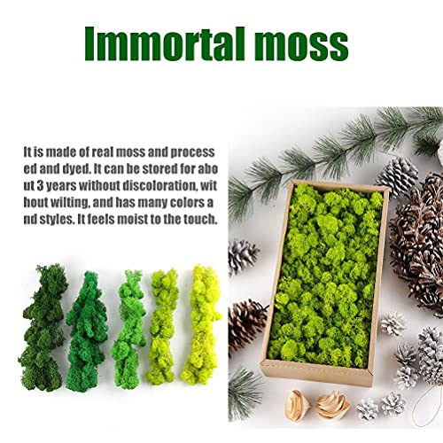 Hidyliu 1 doos landschapsarchitectuur groene planten, simulatie gras bryofyte, tuin synthetische gras, nep mos decor… - Afbeelding 5