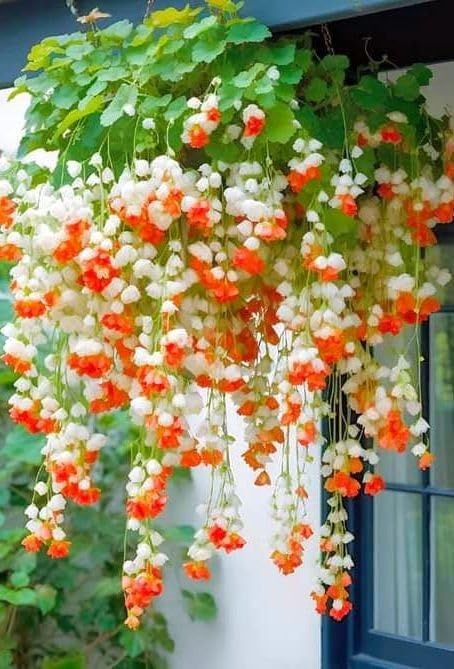 Rare Lily of The Valley for Planting UK, Hardy Perennial, Excellent Display, Mix Greening Flower, Natural Organic, Wedding, Balcony Garden-12 Bulbs-E