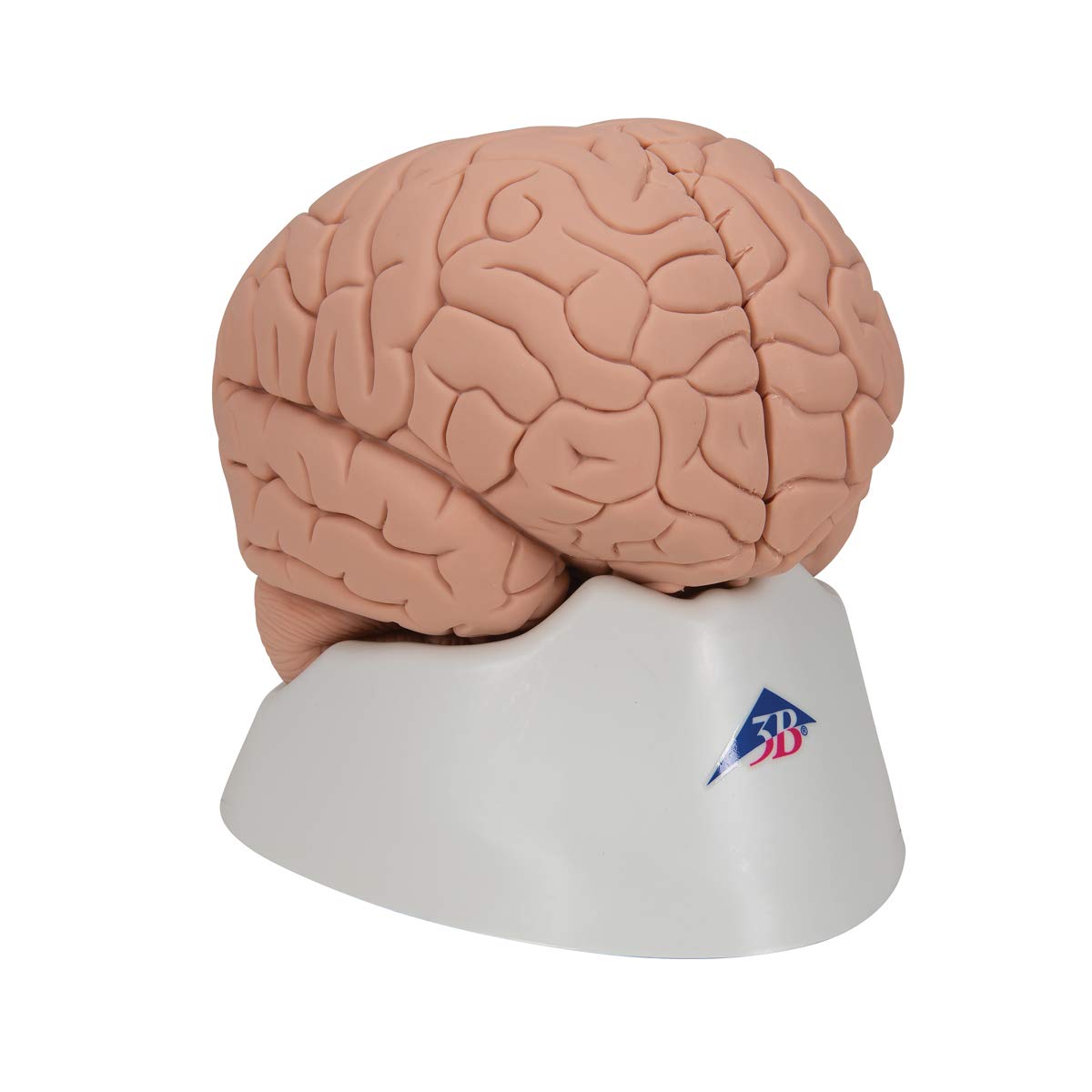 3B Scientific C15/1 wprowadzający model mózgu, 2 części darmowe oprogramowanie anatomiczne - 3B Smart Anatomy