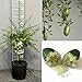SAVINI VIVAI Pianta di Limone Caviale Verde Faustrime Albero di Agrumi Finger Lime Limone ad Alberello in Vaso 20 cm Altezza 50-70 cm 2 Anno di Innesto Made Italy