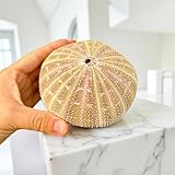 Large Green and Purple Sea Urchin Shells 4–5 Inch, Natural Air Plant Holders, Craft Shells for DIY Projects, Coastal Decor, Beach Wedding Décor & Resin Art