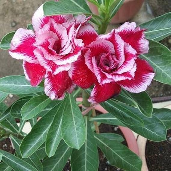 Pink Adenium Grafting Plant Desert Roses Live Flower Plant Healthy Live Plant Decorative Flowering Plant (B0CFXYRWLN) Amazon Price History, Amazon Price Tracker
