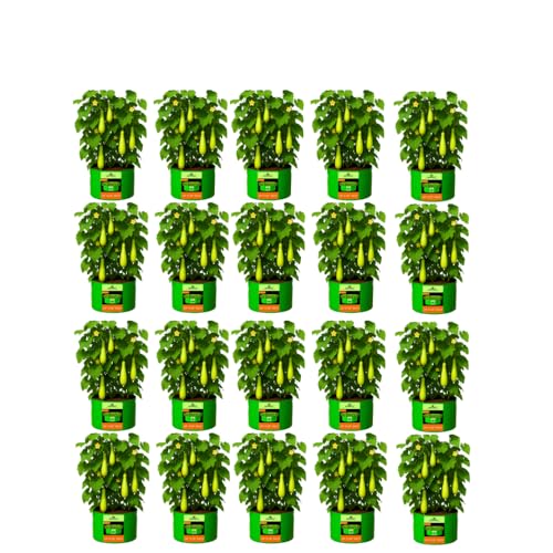 Image of Kingwell Grow Bag 24 X 18 INCH, PACK OF 20) For Terrace Garden Leafy Vegetable Plant Grow Bags Fruits Growing Containers For terrece Gardening (24 X 18 INCH, PACK OF 20)