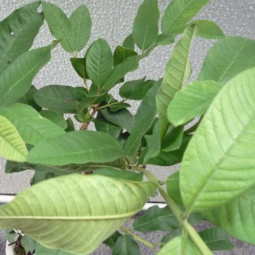 グアバの苗木　大実(赤) 取木苗　洋梨形(実) Amazon | 大実グァバ苗 (グアバ苗)(赤実) 取木苗 | 果物