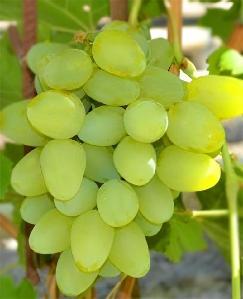 Image of G- All-Time 12 Months Hybrid (GRAFTED) Live Fruit Plant Original & Authentic Organic Tree for Outdoor Fast-Growing Fruit Plant Home Gardens Sweet Healthy Plant Pack Of-1 (Green Grapes Plant, Medium)