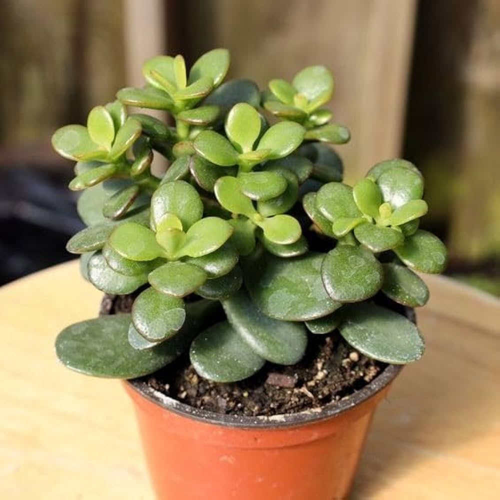 Feng Shui Lucky Crassula ovata ka Podha for Garden, Live Lucky Jade