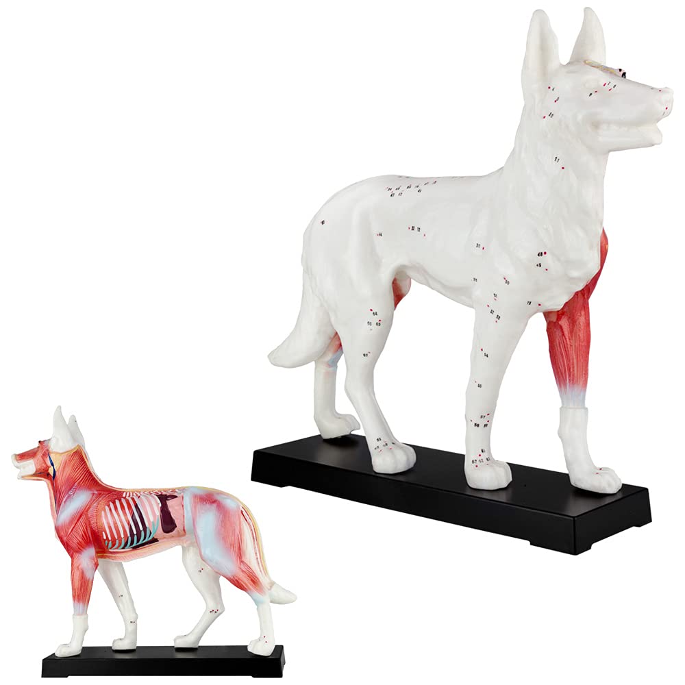 Acupuncture Anatomie Figure TCM Modèle Acupuncture Modèle Sélection Animal Chien Boeuf Cochon Cheval Chat Muscle Modèle, Modèle Animal:Chien