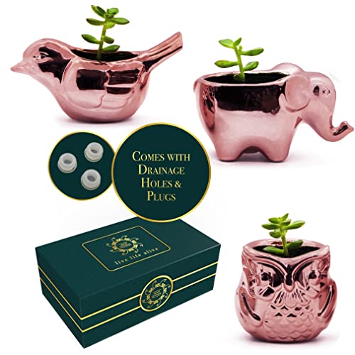 Alive Central Small Plant Pots - Animal Succulent Planters With Drainage - Rose Gold Porcelain Ceramic Set Of 3 #TOP1