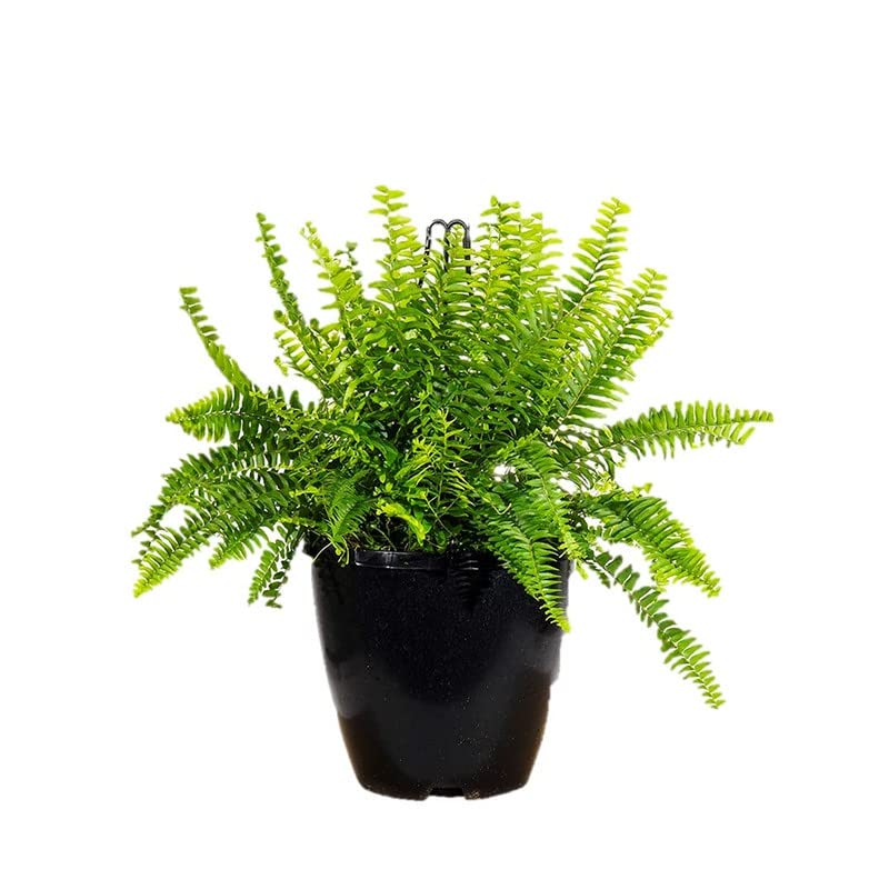 Royal Gardens Fern Live Natural Plant(Pot Included)