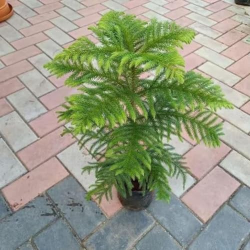 50pcs Araucaria Plant Seeds