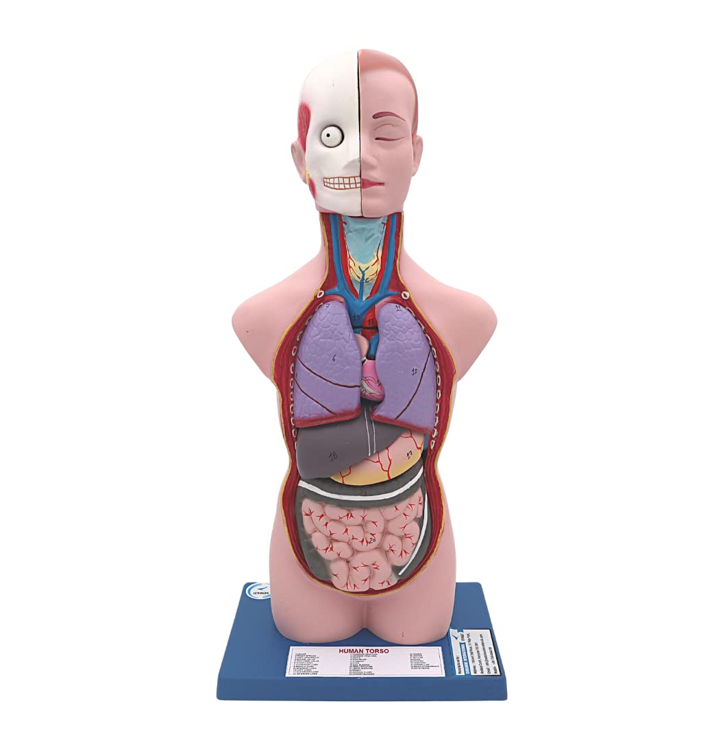 LEXBAX Anatomical Life Size Human Torso Model in 6 Parts with Interchangeable Reproductive System (B0BFFDPLFR) Amazon Price History, Amazon Price Tracker