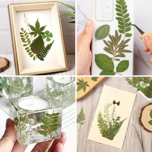 95 Piezas Hojas Secas Naturales para Manualidades DIY miniatura 5