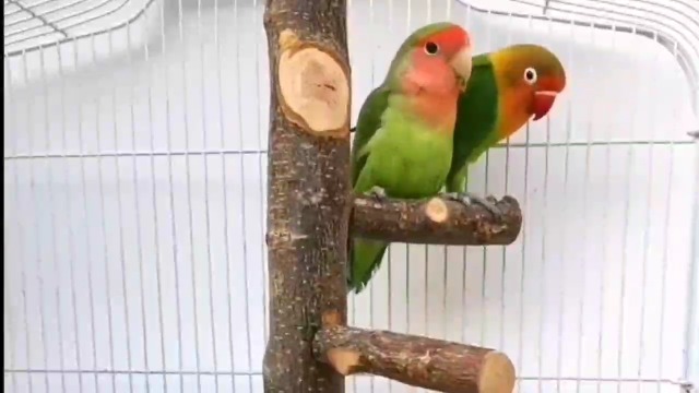 Posatoio In Legno Naturale Per Pappagalli - Gabbia Uccelli Con 4 Rami - Foto 12