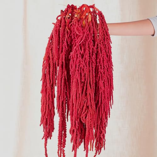 5 Pack Flores Colgantes Secas de Amaranto Rojo para Decoración