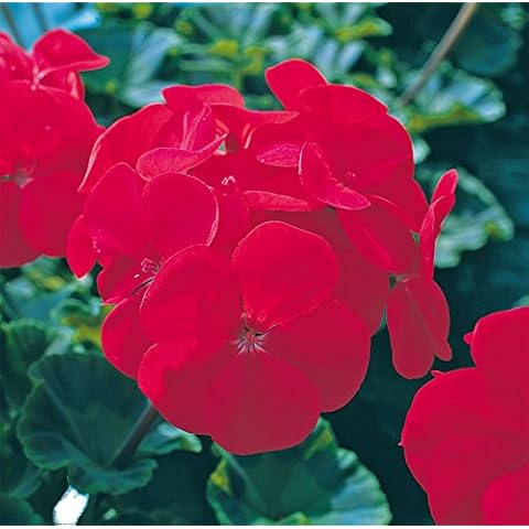 JustSeed Geranium Horizon F1 Red Seeds Cover