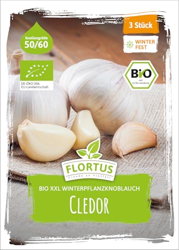 FLORTUS BIO XXL Winterpflanzknoblauch Cledor 3 Knollen zertifiziertes Pflanzgut keine Samen Knollengröße 50-60 mm winterhart mild-feiner Knoblauch aus Frankreich