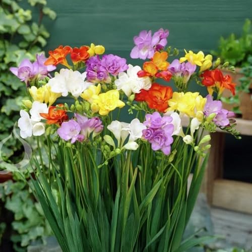 15 Blumenzwiebeln Freesia Doppelblüten-Mischung | Umfang 5/6 cm | Blumenzwiebeln von den besten...