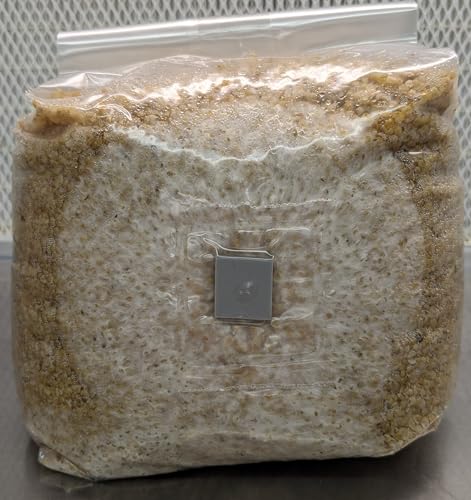 Spawn-Tek Mushroom bolsa de mijo de 3 libras con grano seleccionado para micología 5
