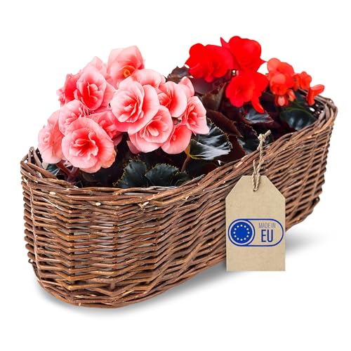 Creative Home Pflanzkasten Weidenblumentopf dunkel mit Folie | Blumenkasten ähnlich wie Rattan | Balkon Blumentopf 35 x 11 x 11 cm (+/- 2 cm) | Blumentopf Blumenübertopf | Weidenkorb für Topfblumen