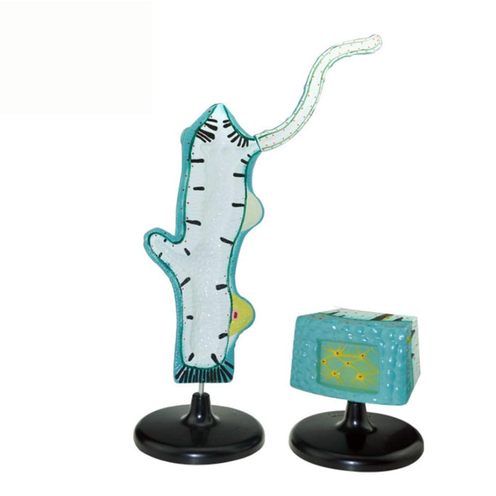 Modèle éducatif Anatomical Modèle Animal Modèle Junior Mode d'enseignement Enseignement Enseignement Scientifique Instrument