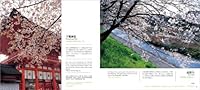 KyoÌ„to densha de yuku sakura sansaku = Kyoto sakura journey on a train : Visiting best cherry blossom spots in the old capital 4838104243 Book Cover