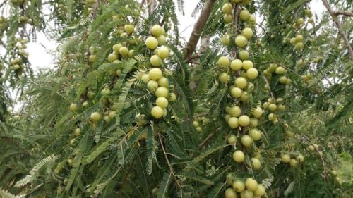 Image of Grafted Amla Plant - Indian Gooseberry Tree Hybrid Sapling for All-Season Cultivation - Pack of 1