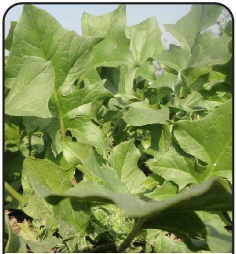 Golden Hills Farm (AVG 500-2017) seeds Spinach/Palak Pahari (B07ZJ92PD7) Amazon Price History, Amazon Price Tracker
