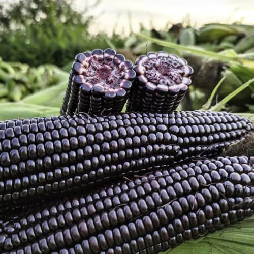 Semillas de maíz, semillas de maíz dulce, semillas de maíz, semillas de bonsái, plantas de jardín Plantas de balcón, decoración de jardín exterior. macetas, plantas de jardín plantas 50pcs