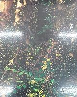 Frutas Brasil frutas 8572340084 Book Cover