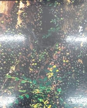 Frutas Brasil frutas