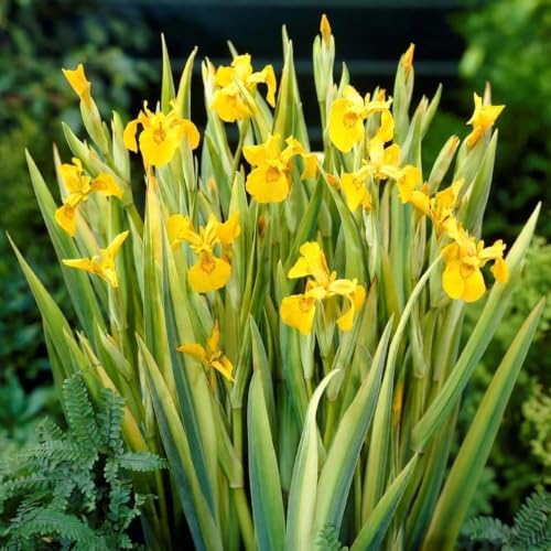 Bloomique - Set di 3 - Iris Pseudacorus - Giaggiolo Giallo - Pianta Acquatica - Pianta da Stagno - Resistente al Freddo - Alte 20-30 cm - Vaso 9 cm