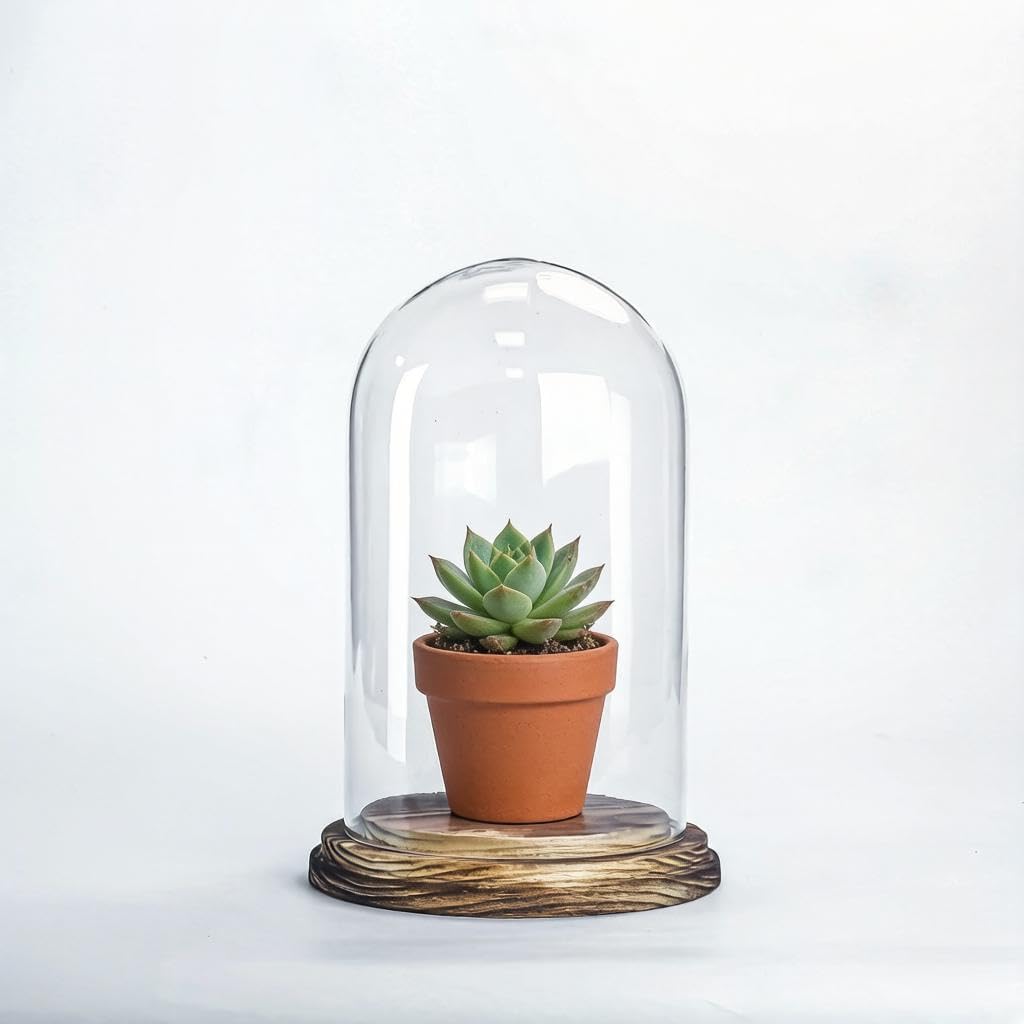 CYS EXCEL Glass Dome Cloche (H:9.25" D:5.5”) with Lightly Charred Wood Base Decorative Showcase Display for Antique Collectible Bell Jar Terrarium Dessert Cover