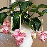 Elwyn 100pcs Medinilla Magnifica Bonsai Flower Plant 100