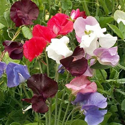 Green World SWEET PEAS FLOWER SEEDS FOR KITCHEN GARDENING (10 seeds) (B09LS8WPWK) Amazon Price History, Amazon Price Tracker