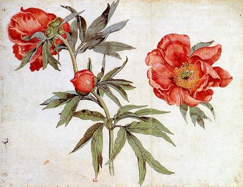 Affiche mur art poster Étude des pivoines de Schongauer - Toile decoration murale bureau 60x90