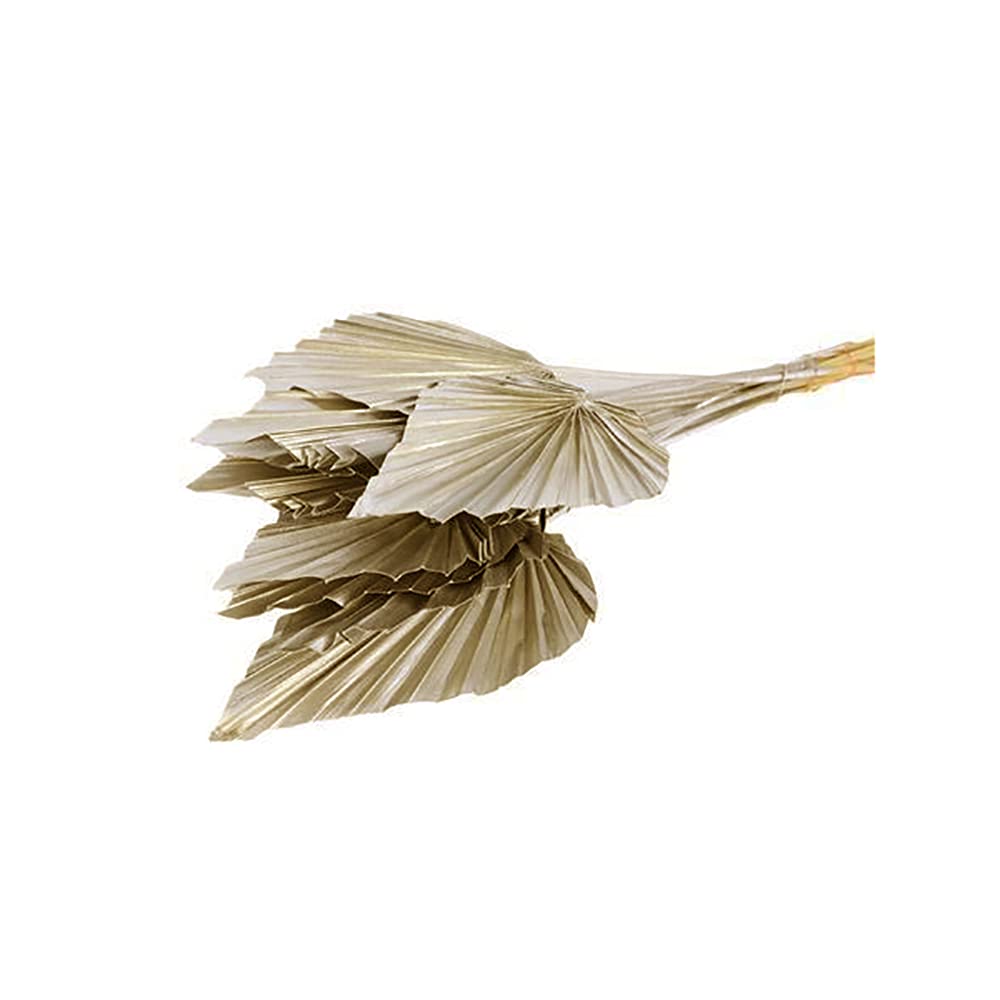 FloristryWarehouse Pack of 10 Dried Palm Spears 40cm/16 Inches Tall Natural