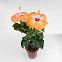 ハイビスカス　苗　大輪　花木　1苗　限定品　観葉植物 51n2Uq9PNLL._AC_SY200_QL15_.jpg
