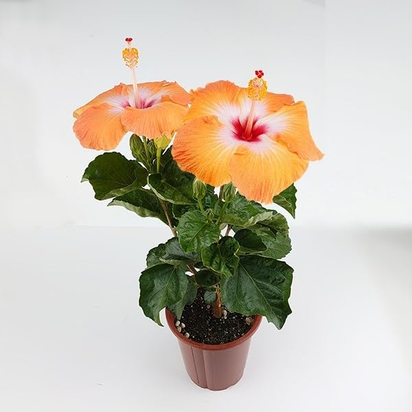 ハイビスカス ハイビスカス（ニューロングライフ）：プチオレンジ 4.5号鉢植え