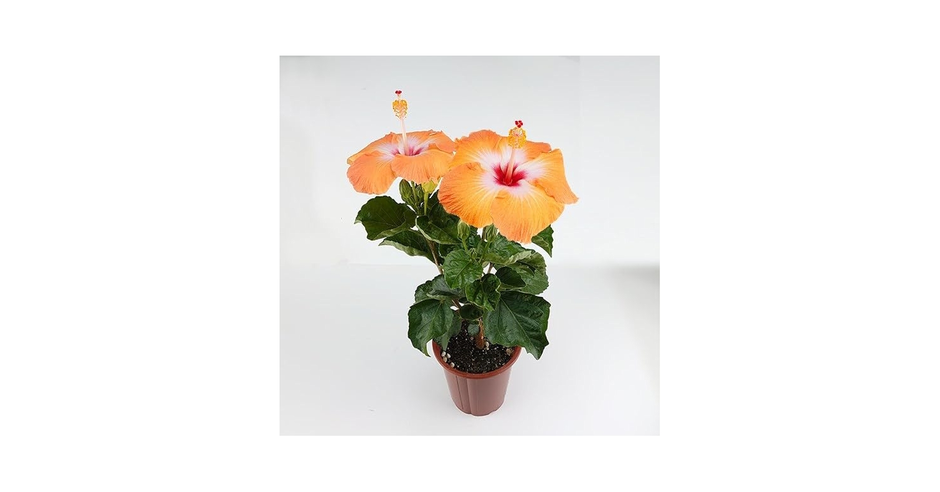 ハイビスカス　苗　大輪　花木　1苗　限定品　観葉植物 楽天市場】【ハイビスカス】銀河 ハイビスカス 苗 苗木 *季節