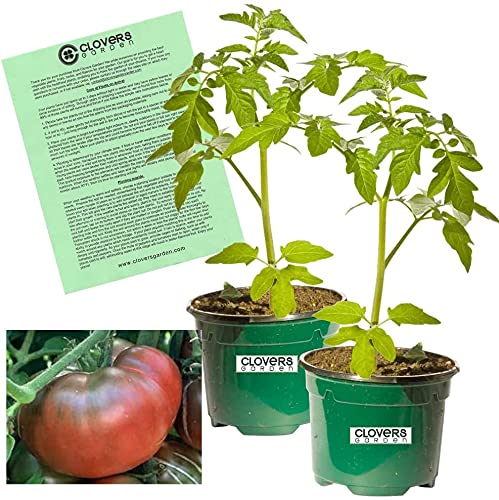 Clovers Garden Black Krim Tomato Plants – Two (2) Live Plants – Non-GMO - Not Seeds - Each 4" to 8" Tall – in 4" Inch Pots – Heirloom Beefsteak