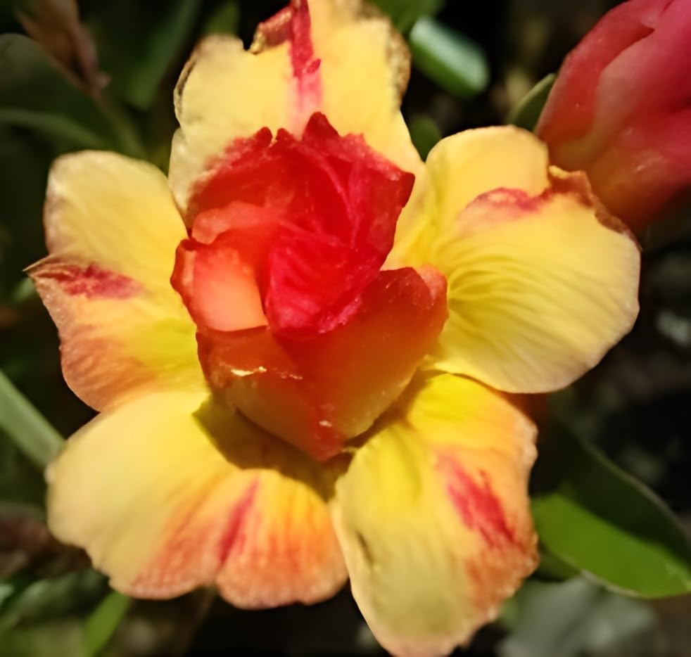 Green view Rare Adenium Desert Rose Flower Plant Healthy Hybrid Multi color Plant (Height 1 Feet) Well Rooted In Nursery Grow Bag (Pack of 1) AD-3 (B0CGR67PBD) Amazon Price History, Amazon Price Tracker