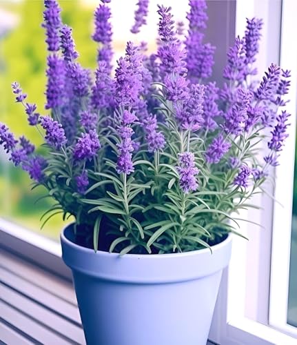 Image of Bigreen Live Lavender Plant with Pot | Aromatic Shrub plants for Home Garden, Balcony, Indoor & Outdoor Decor | Year-Round Purple Blooms | Low-Maintenance, Sun-Loving Herb