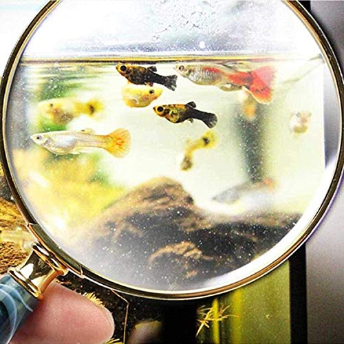 Loupe portable 10x haute définition Wisdom pour lecture