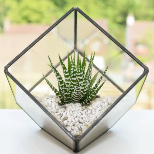 Image of 1.1 LB White Succulent Cactus Soil Cover Gravels, Decorative Small Rock | Indoor Plants,Natural Stones for Aquarium Fish Tank,Grow Media Cultivation Hydroponic Pebbles,2-5mm