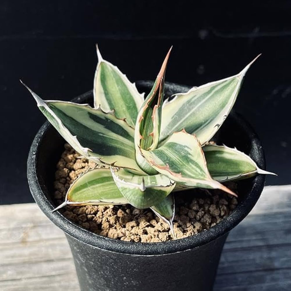 アガベ 五色万代　超レア株 Amazon｜多肉植物 ：アガベ 五色万代*S｜観葉植物 オンライン通販