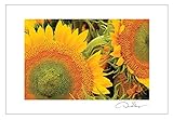 Sunflowers Postcard Prints. 10 Pack 4x6. Unique Birthday Cards, Thank You Notes & Invitations. Best Quality Christmas & Valentine's Day Gifts for Women, Men and Kids of All Ages.